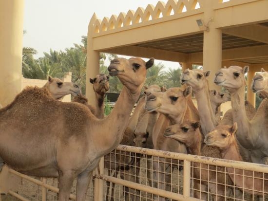 Top Things to Do in Bahrain in 2023