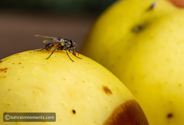 The Threat of Houseflies Complicates Residents Lives in Bahrain