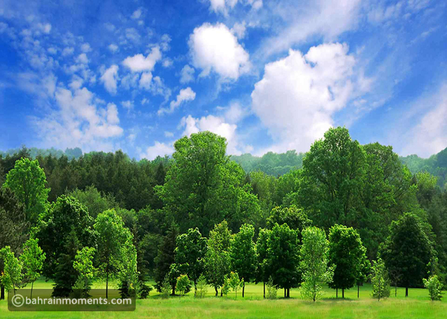 Bahrain Plants Over 50,000 Trees as Part of National Afforestation